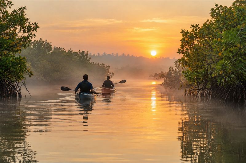 Two kayakers paddling at sunrise through misty mangrove backwaters